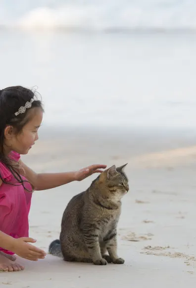 Cat with girl on the beach.